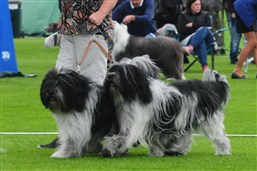 Shaggy Shepherd's Ivriga Berta och Shaggy Shepherds Iceman i parklass